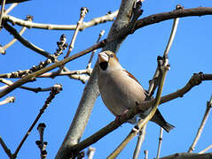 Hawfinch