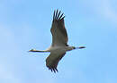 Common Crane