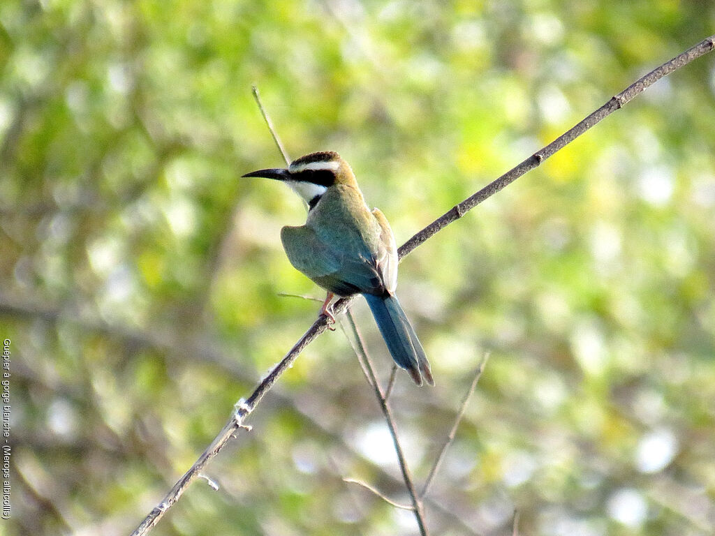 White-throated Bee-eater