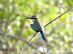 White-throated Bee-eater