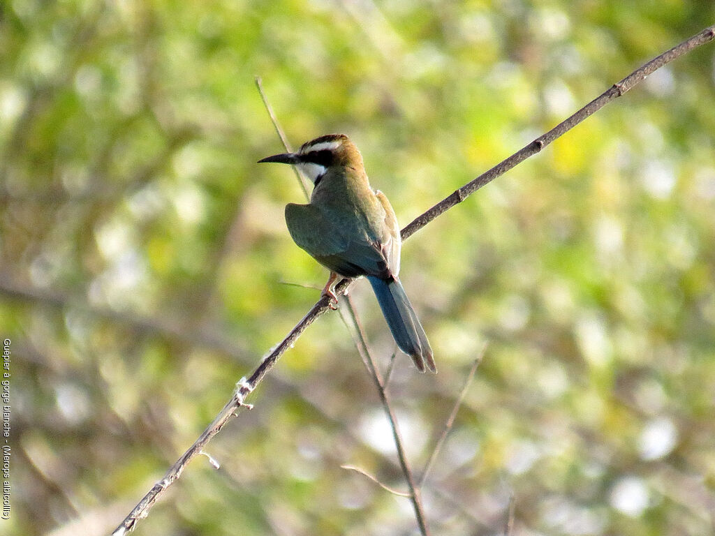 White-throated Bee-eater