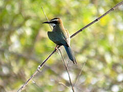 White-throated Bee-eater