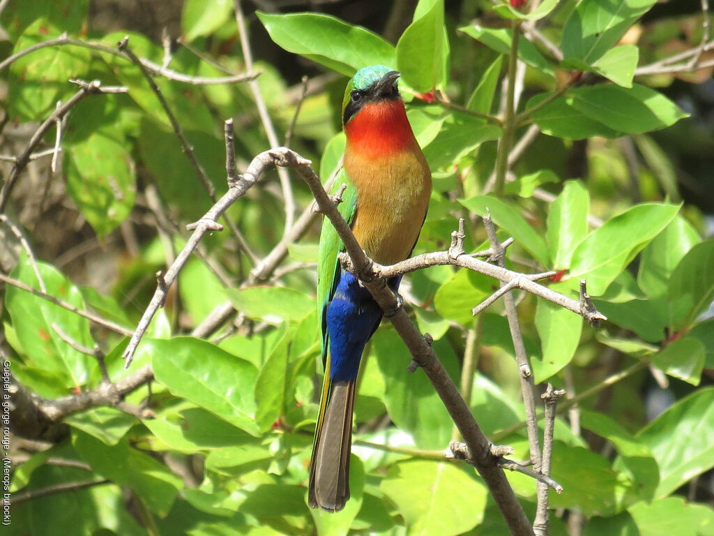 Red-throated Bee-eater