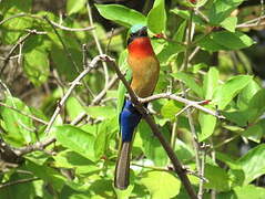 Red-throated Bee-eater