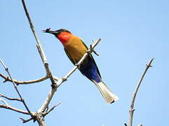 Red-throated Bee-eater