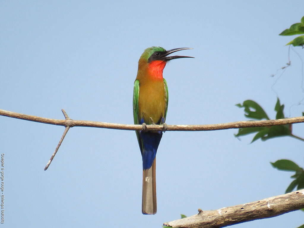 Red-throated Bee-eater