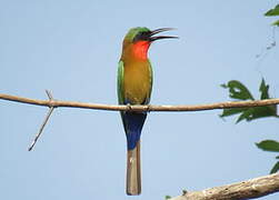 Red-throated Bee-eater