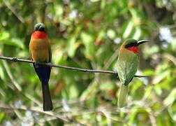 Red-throated Bee-eater