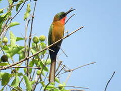 Red-throated Bee-eater