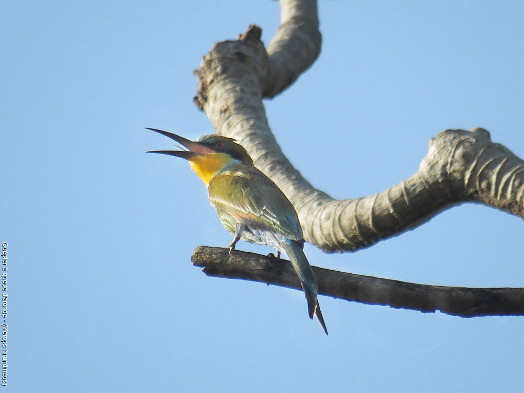 Swallow-tailed Bee-eater