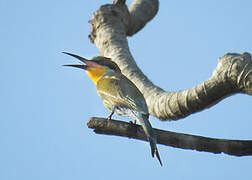 Swallow-tailed Bee-eater