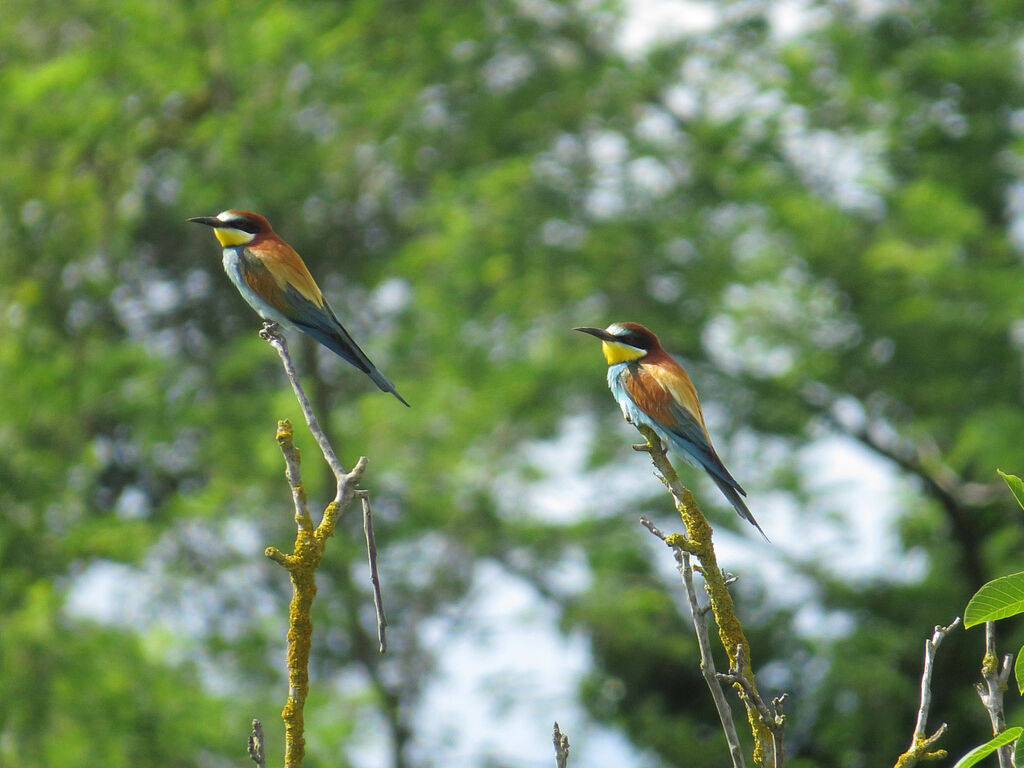 European Bee-eater