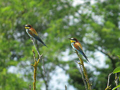 European Bee-eater