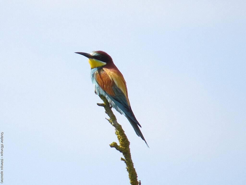 European Bee-eater