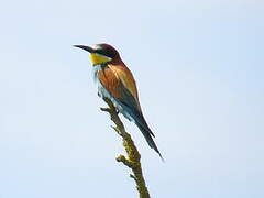 European Bee-eater