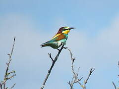 European Bee-eater