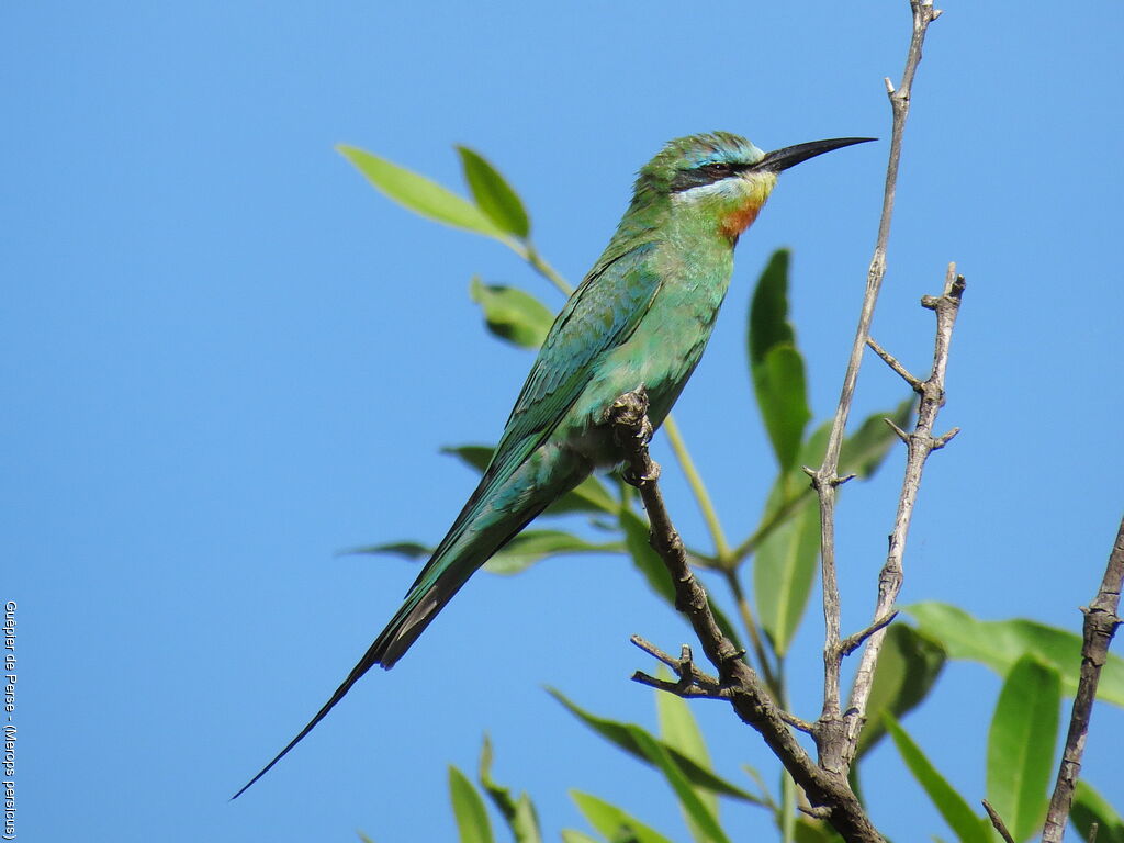 Blue-cheeked Bee-eater