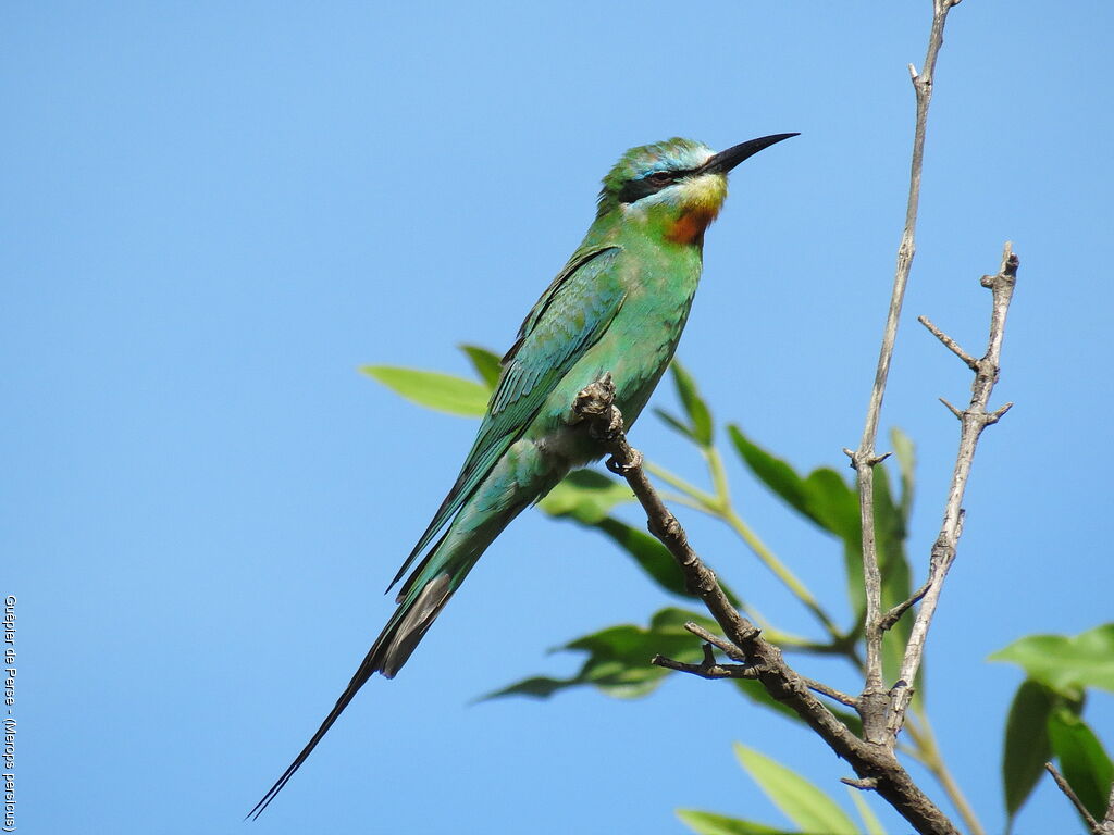 Blue-cheeked Bee-eater