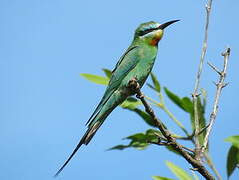 Blue-cheeked Bee-eater