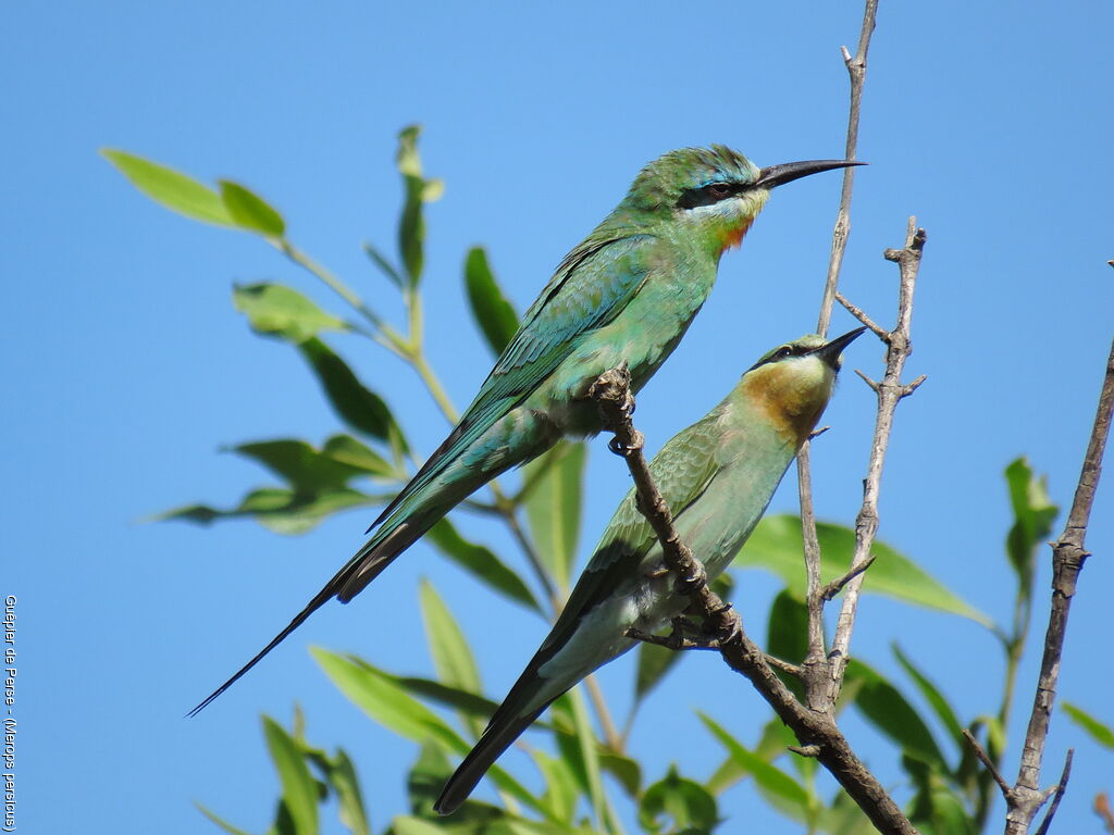 Blue-cheeked Bee-eateradult