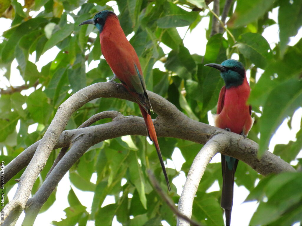 Northern Carmine Bee-eater