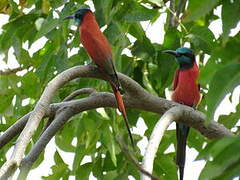 Northern Carmine Bee-eater