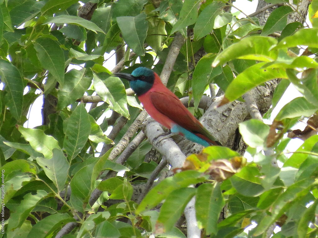 Northern Carmine Bee-eater