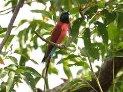 Northern Carmine Bee-eater