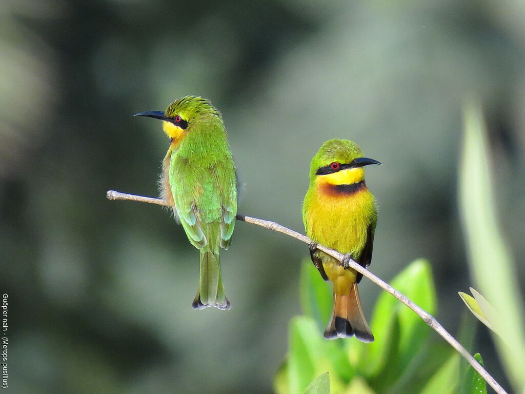 Little Bee-eater