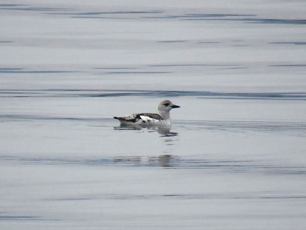 Black Guillemot