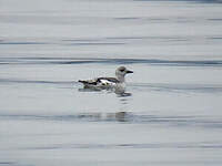 Guillemot à miroir