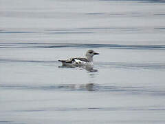 Black Guillemot