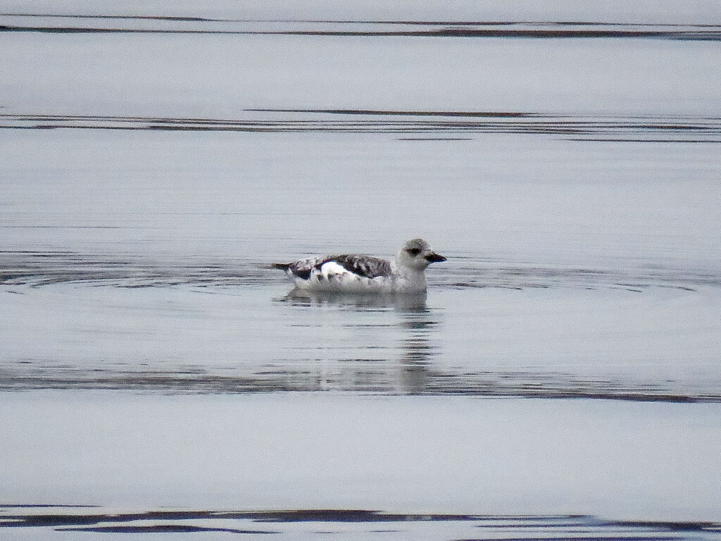 Guillemot à miroir