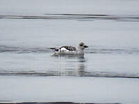 Guillemot à miroir