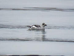 Guillemot à miroir