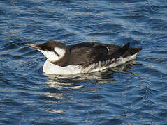 Common Murre