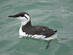 Guillemot de Troïl