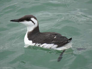 Guillemot de Troïl