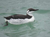 Guillemot de Troïl