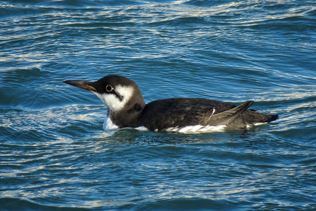 Guillemot de Troïl