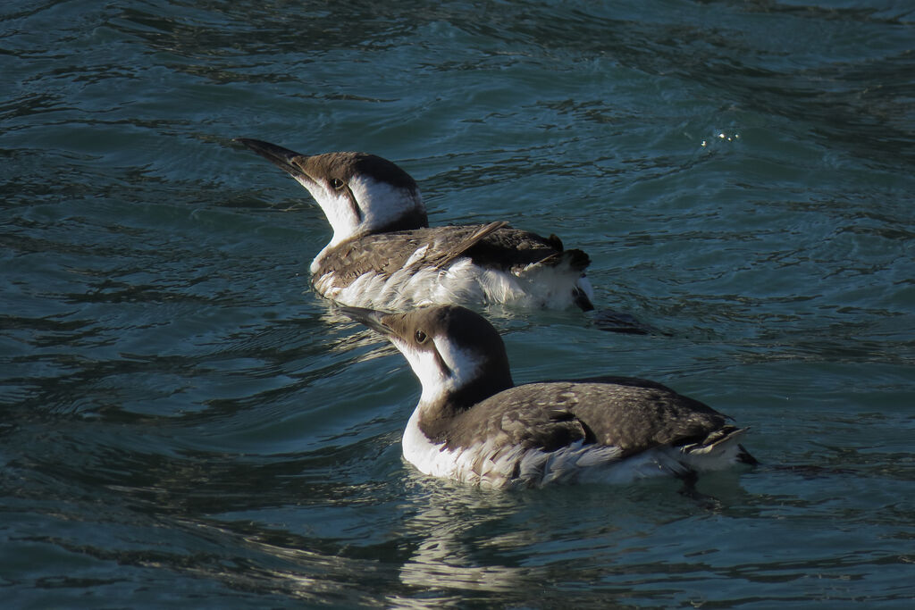 Common Murre