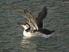 Guillemot de Troïl