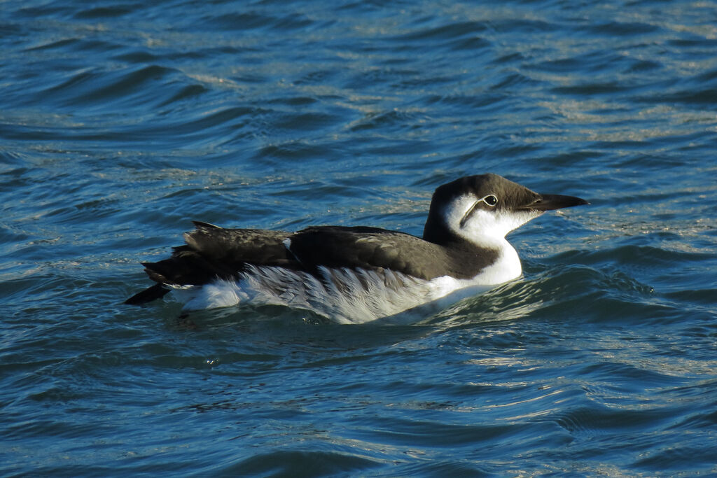 Common Murre