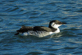 Guillemot de Troïl