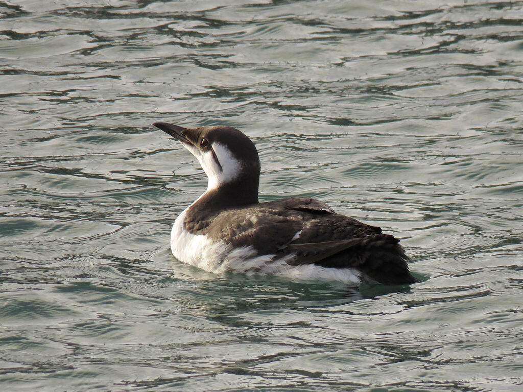 Guillemot de Troïl