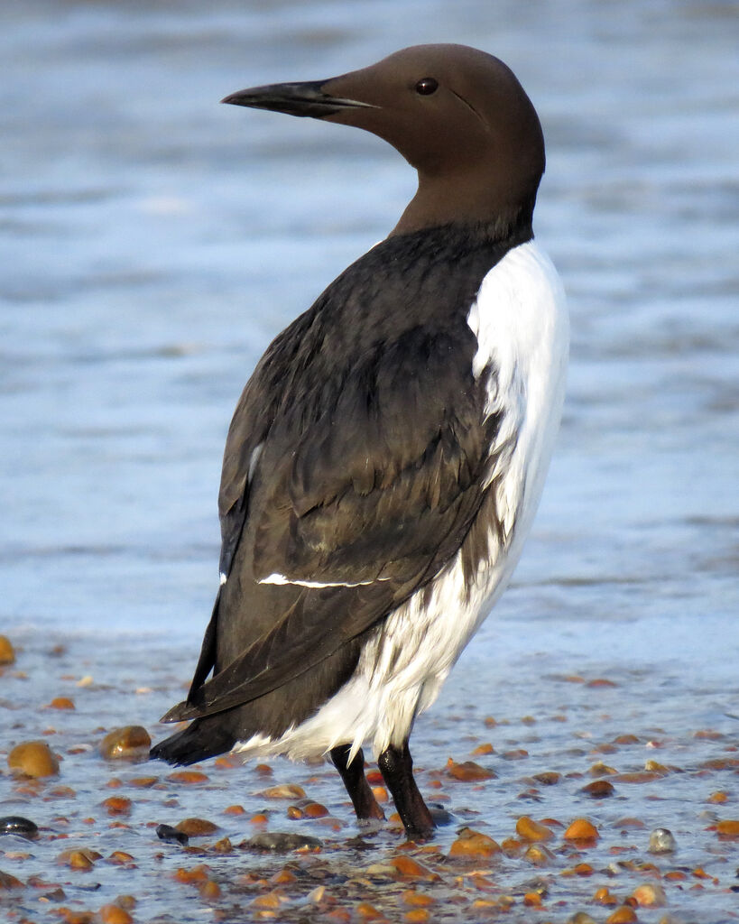 Guillemot de Troïl