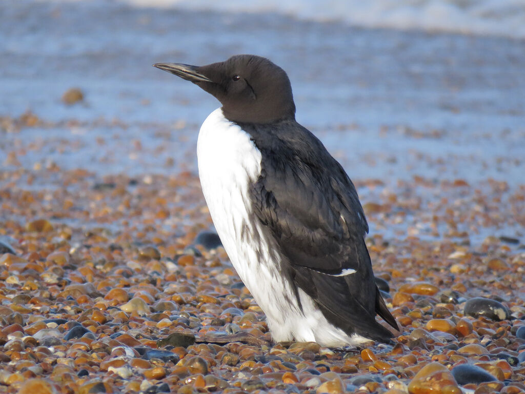 Common Murre