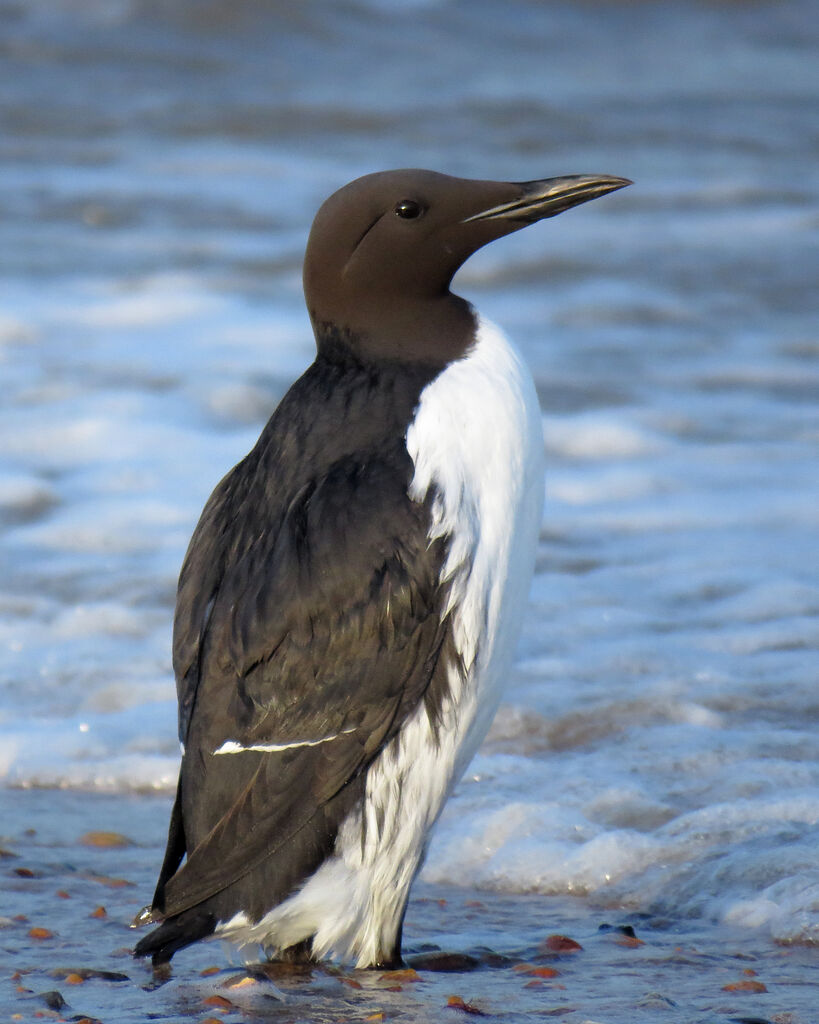 Guillemot de Troïl