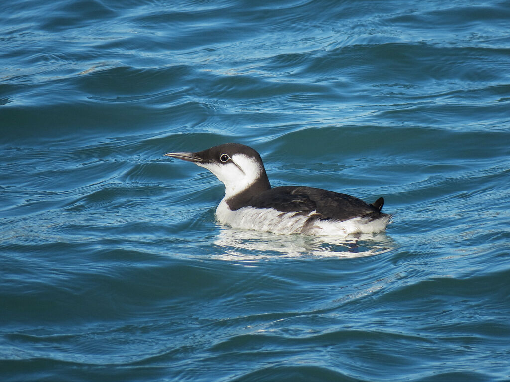 Common Murre