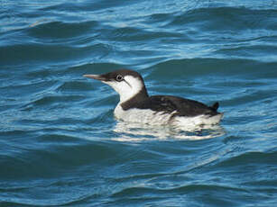 Guillemot de Troïl